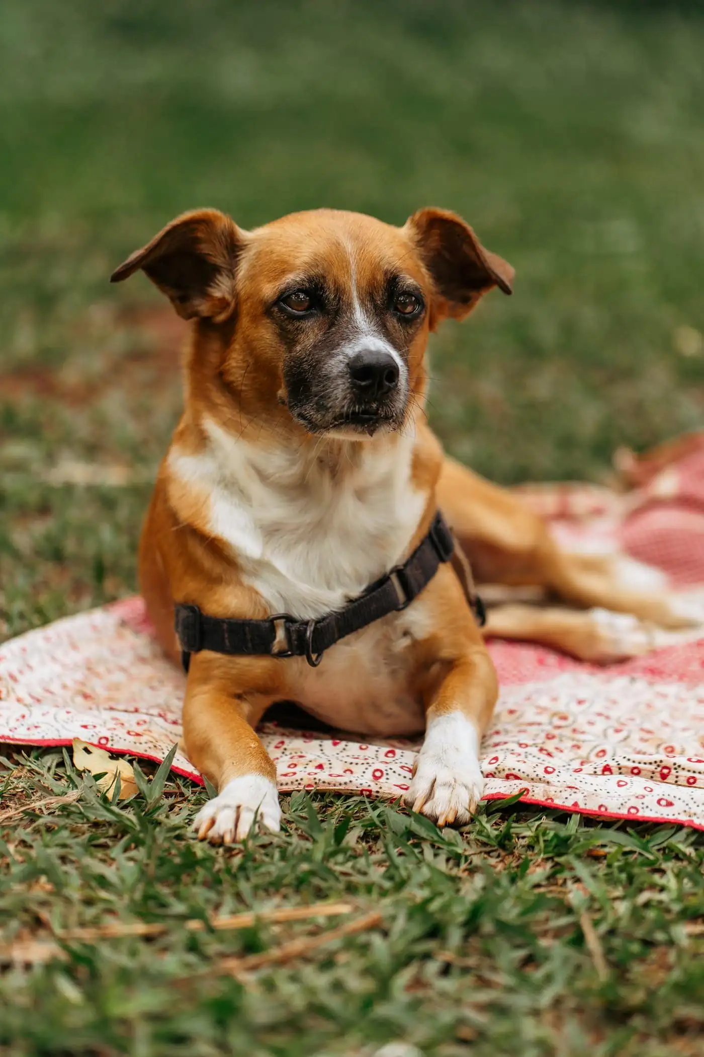 Bella, a brown Aspin rescue dog, looking relaxed on a bed after her first stay