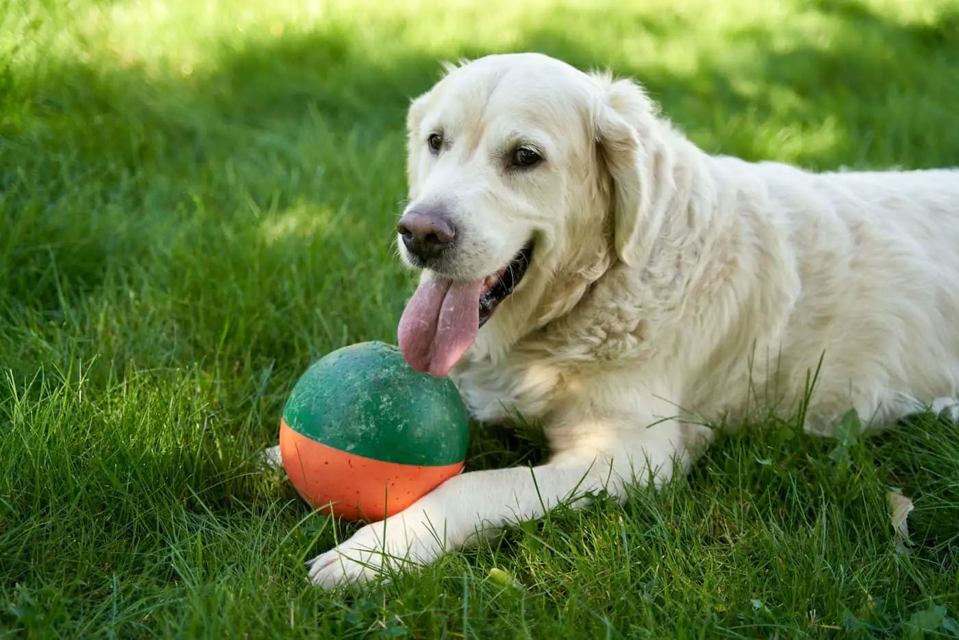 Biscuit, a Golden Retriever, grinning in the daycare yard with a ball in his mouth