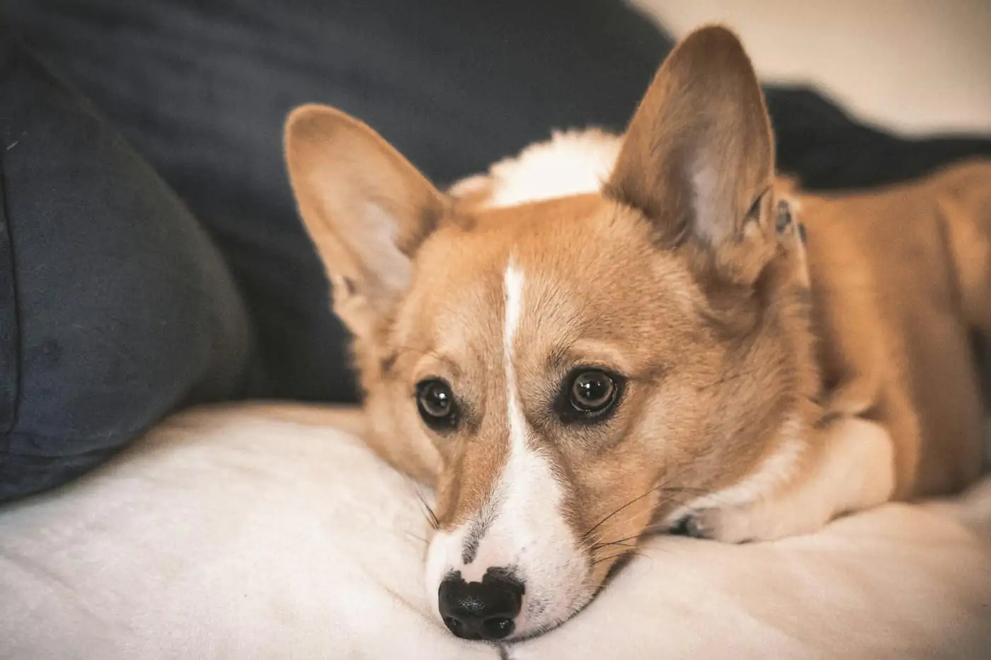 Bobo, a Corgi, resting his chin on the edge of a bed in the Medium Room