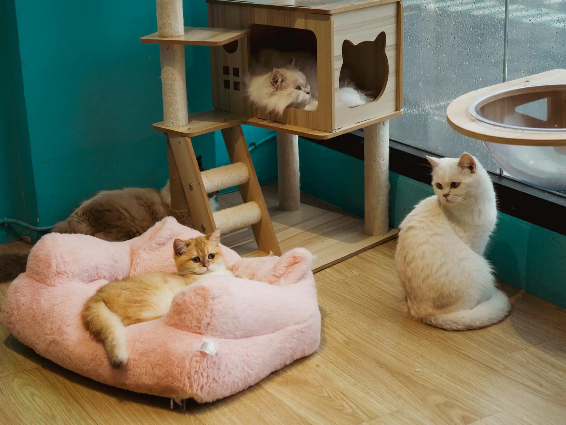 A bright cat room with wall shelves, a tall tree and two cats sharing a cushioned bed