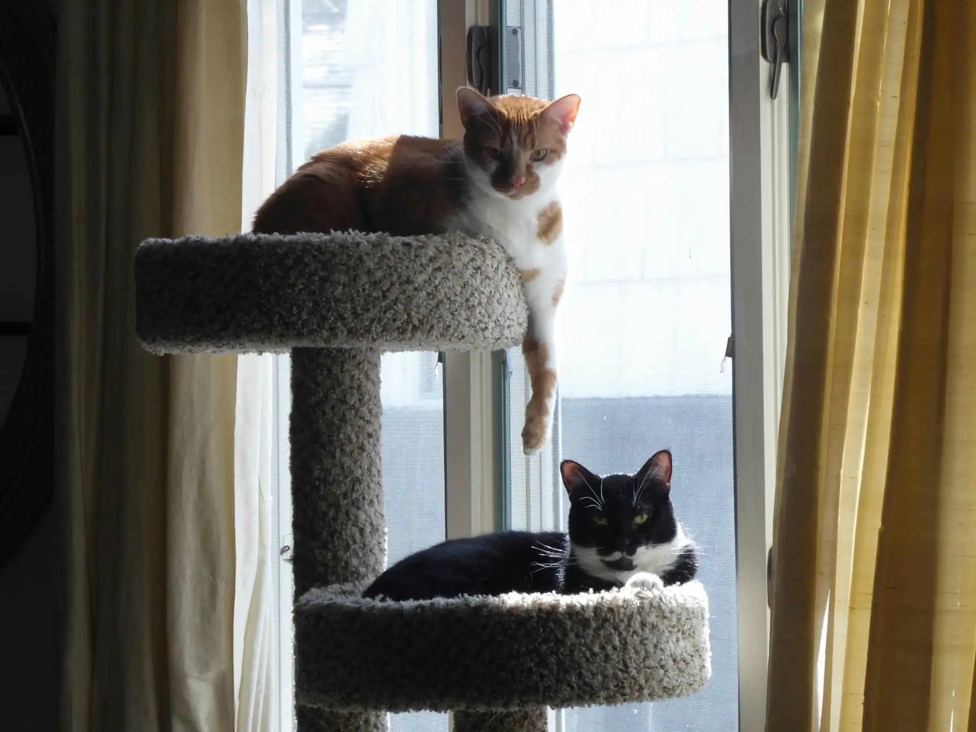 A bright cat suite with a floor-to-ceiling window, a wooden cat tree and a cushioned window ledge