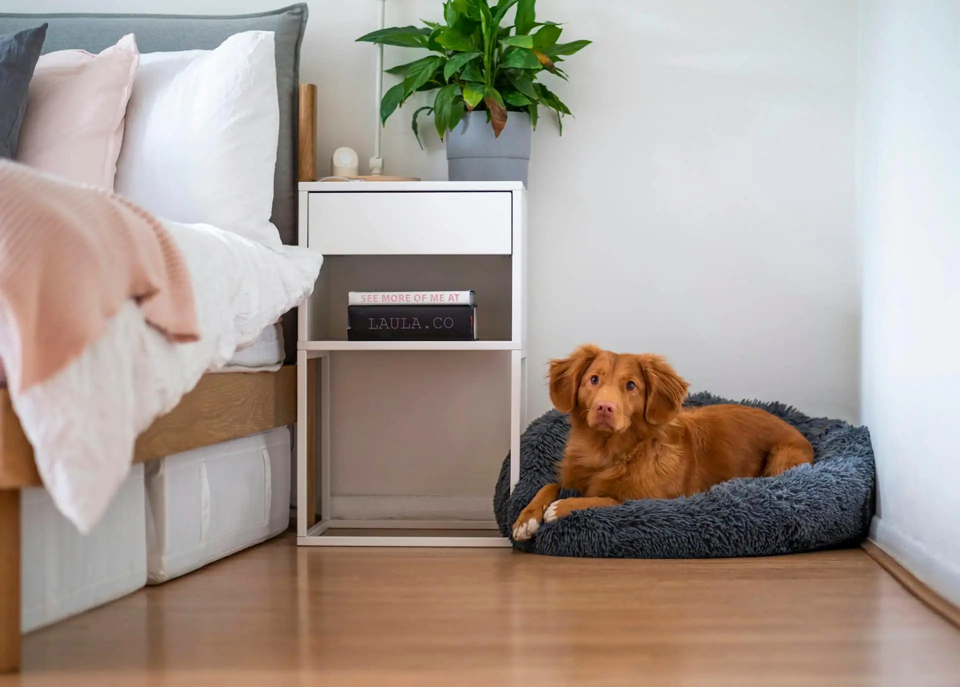 A small dog resting on a raised bed in a clean room with a glass door and a cooling mat