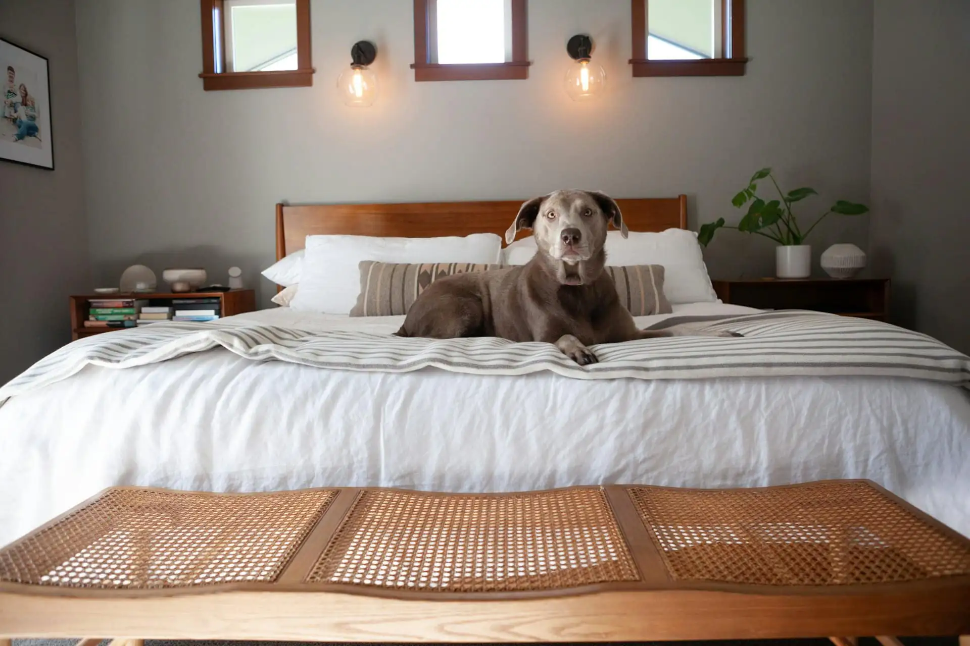 A large golden dog on a big bed in a spacious room with a glass door to a shaded run
