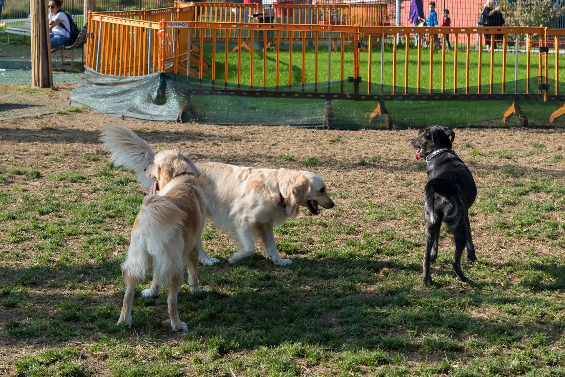 A shaded daycare yard with a paddling pool and a few dogs resting in the shade
