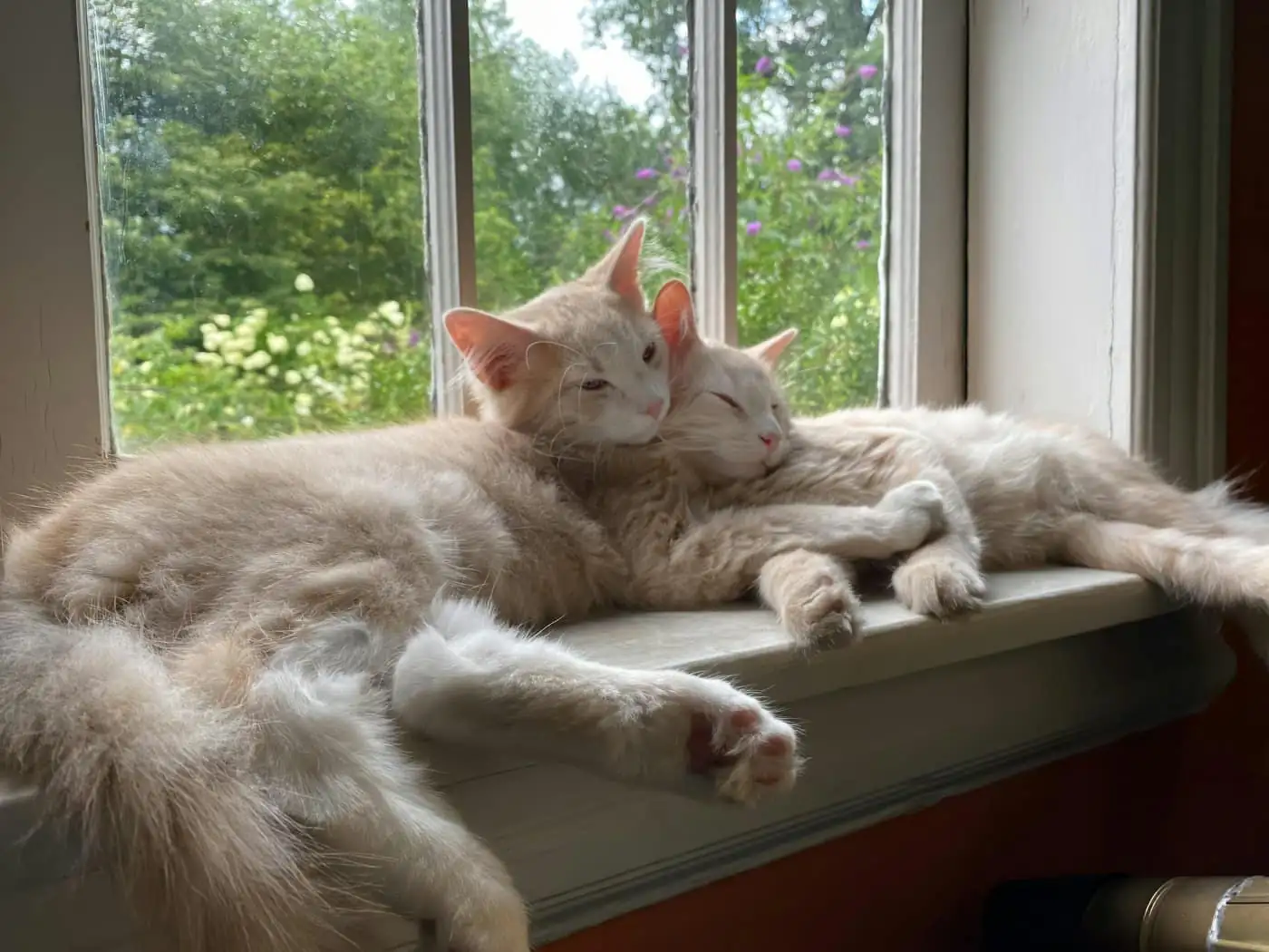 Three cats resting on wall-mounted wooden shelves