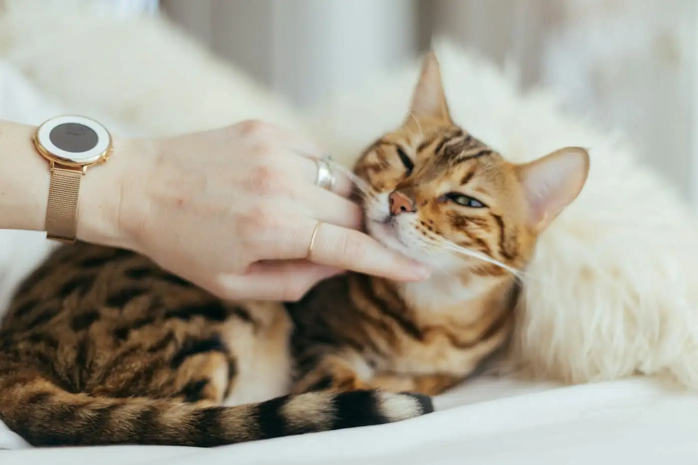 A calm long-haired cat being gently combed on a grooming table
