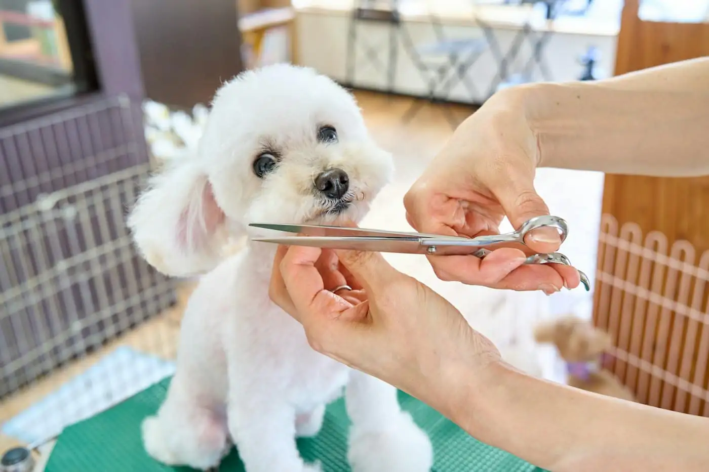 A groomer gently towel-drying a small white dog in a bright grooming studio