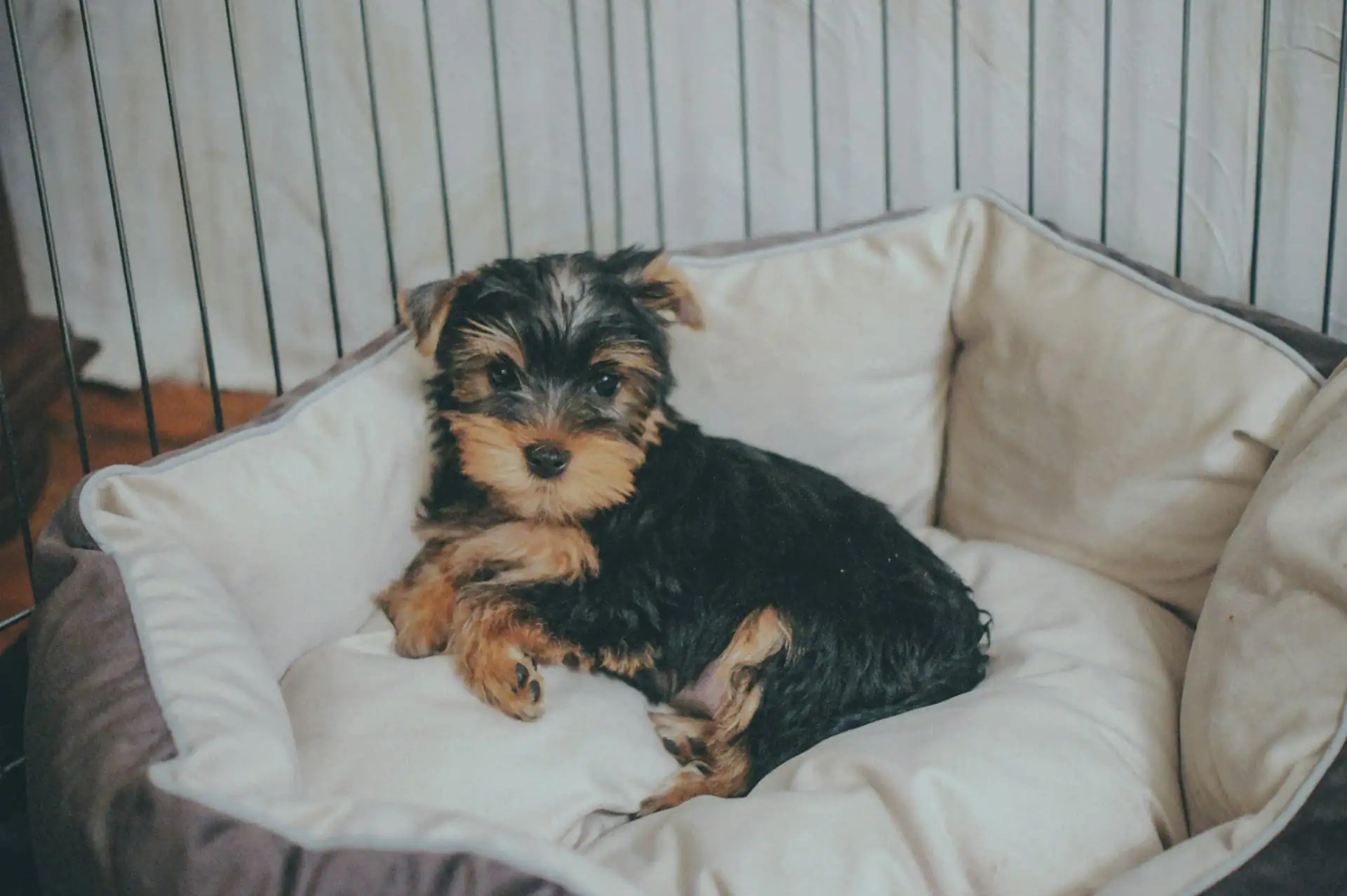 A small dog relaxing on a cosy bed in a calm, sunlit room