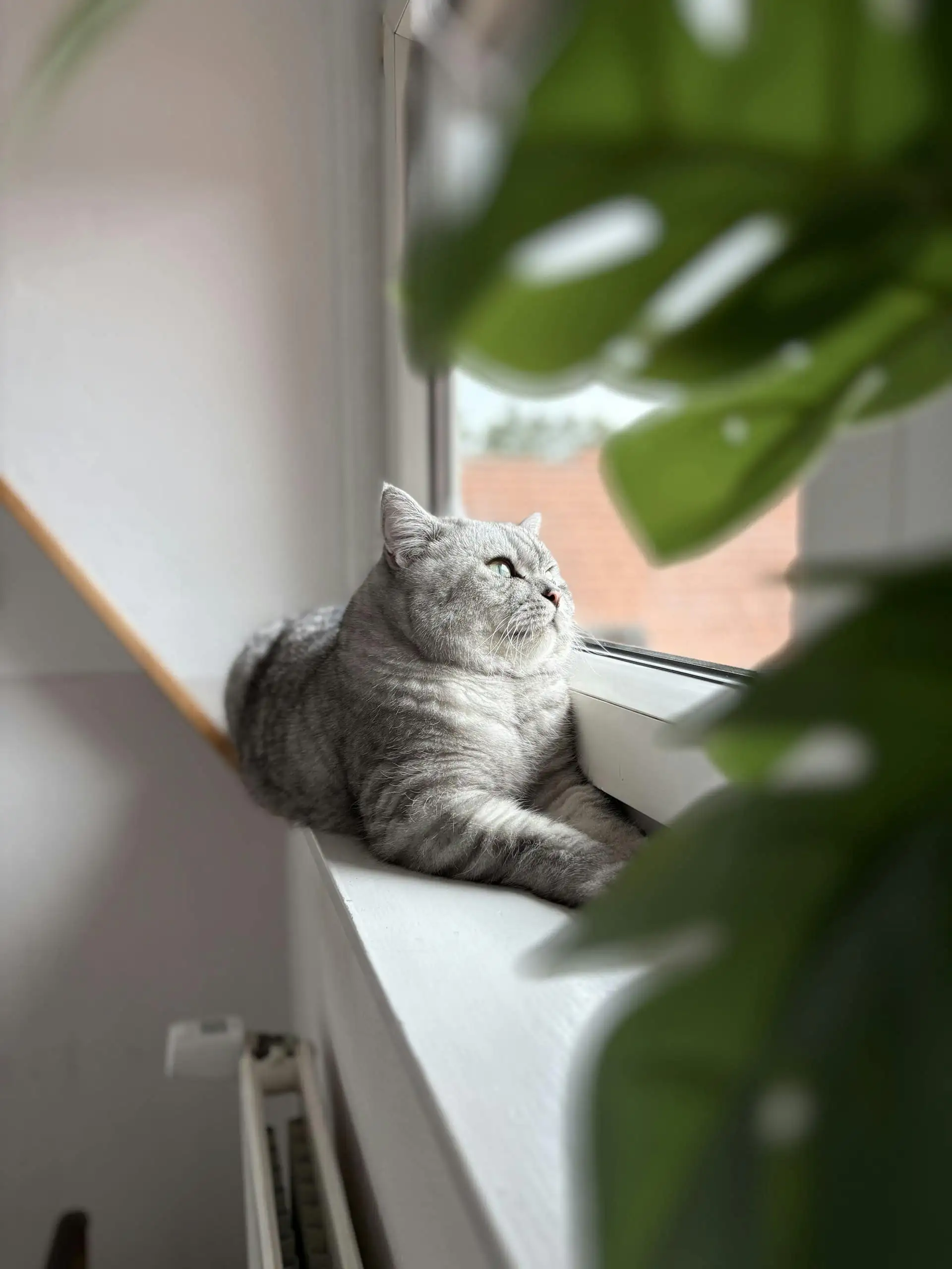 A grey British Shorthair cat resting on a sunlit window ledge in a calm suite