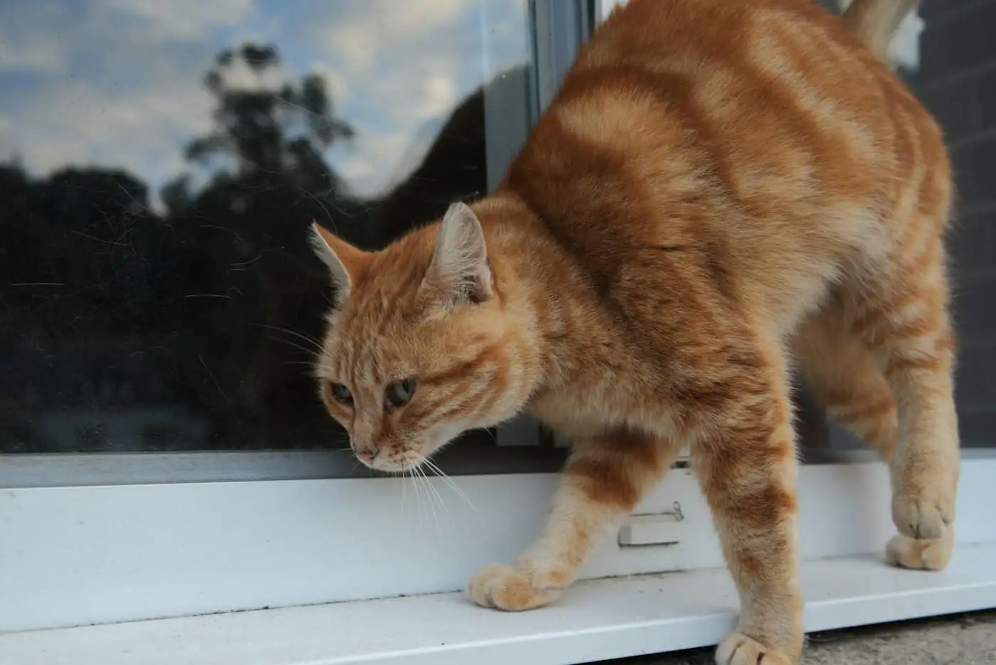 Kuning, an orange tabby, watching the garden from the Window Suite