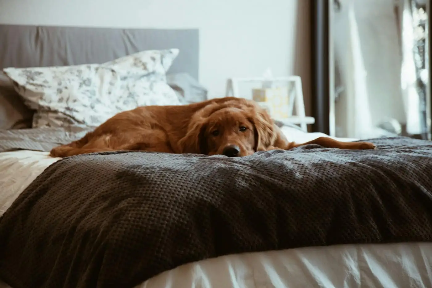 A large dog stretched out on an extra-large grey bed