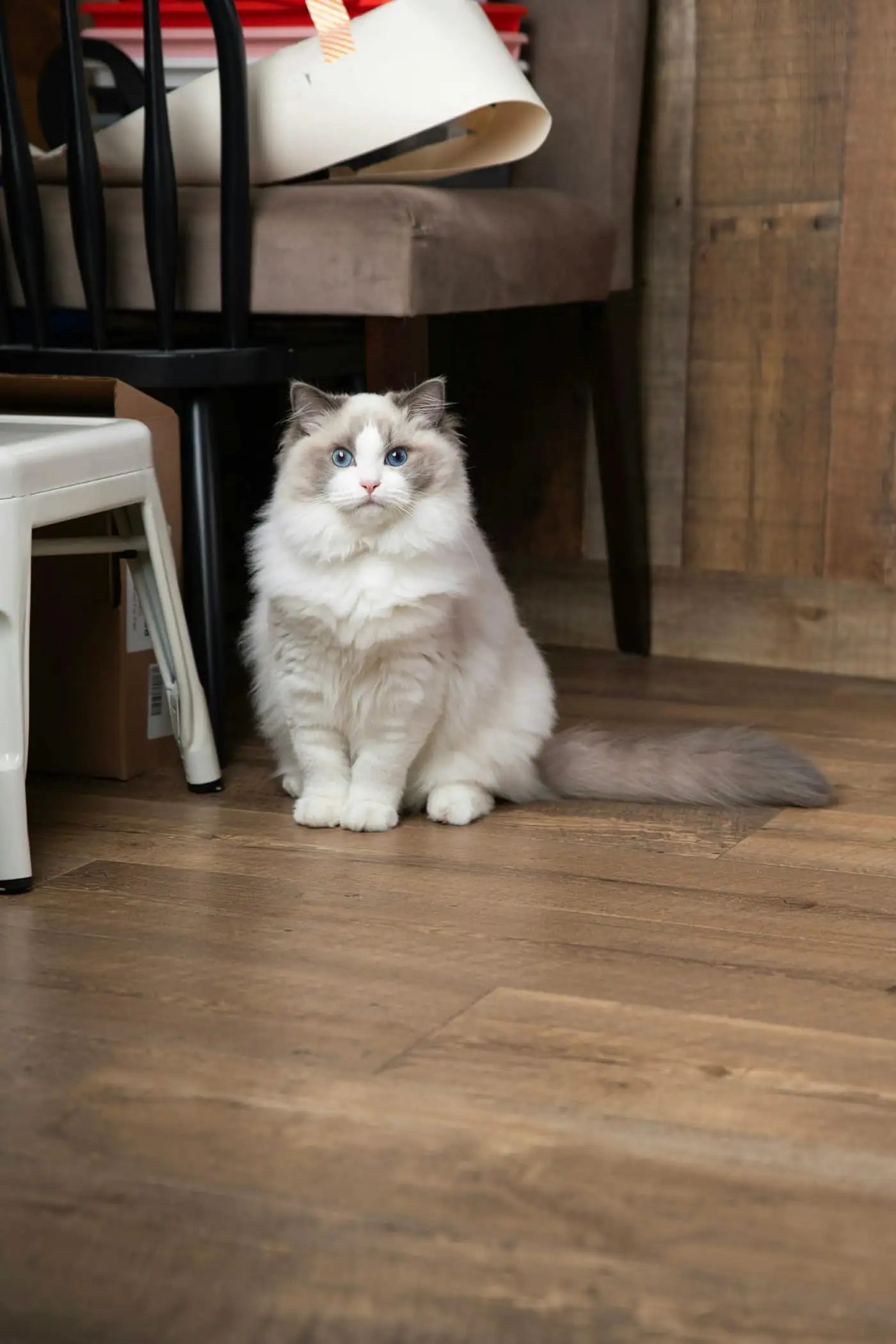 Luna, a fluffy cream Ragdoll, freshly groomed and sitting on a grooming table