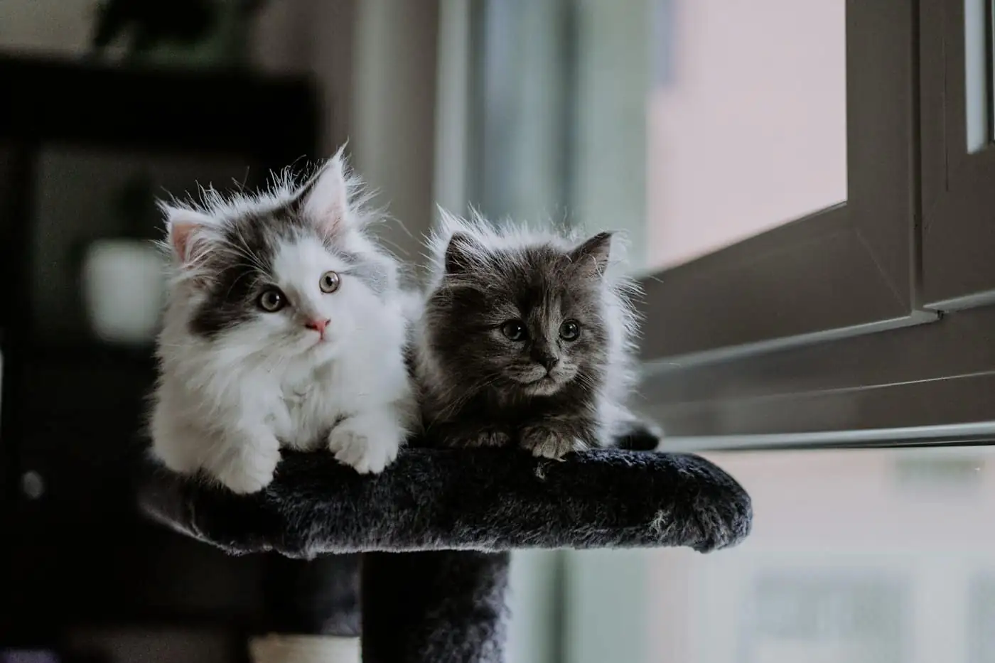 Three young cats, Mango, Muffin and Kaya, sharing a cat tree in the Family Suite