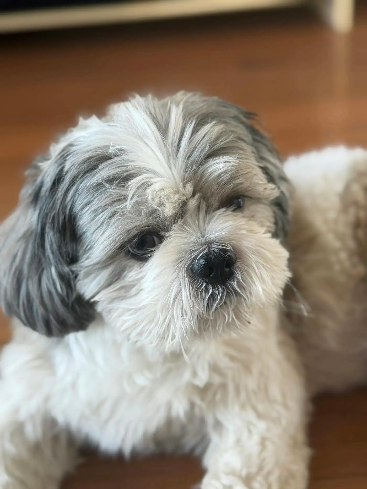 Milo, a Shih Tzu with a fresh teddy-bear cut and a neat bow