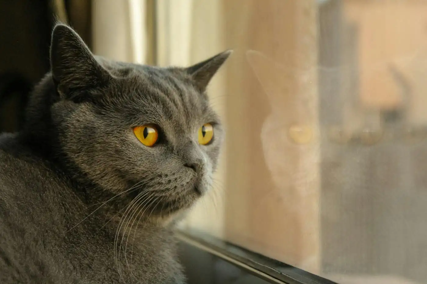 Mochi, a grey British Shorthair, loafing on the window ledge of her suite