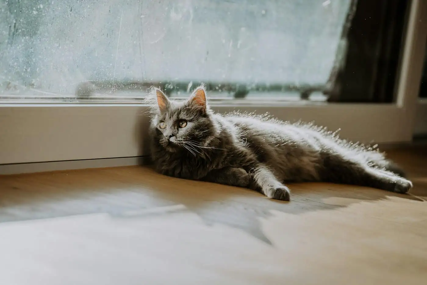 Mochi, a grey British Shorthair, sunbathing on the window ledge of her suite