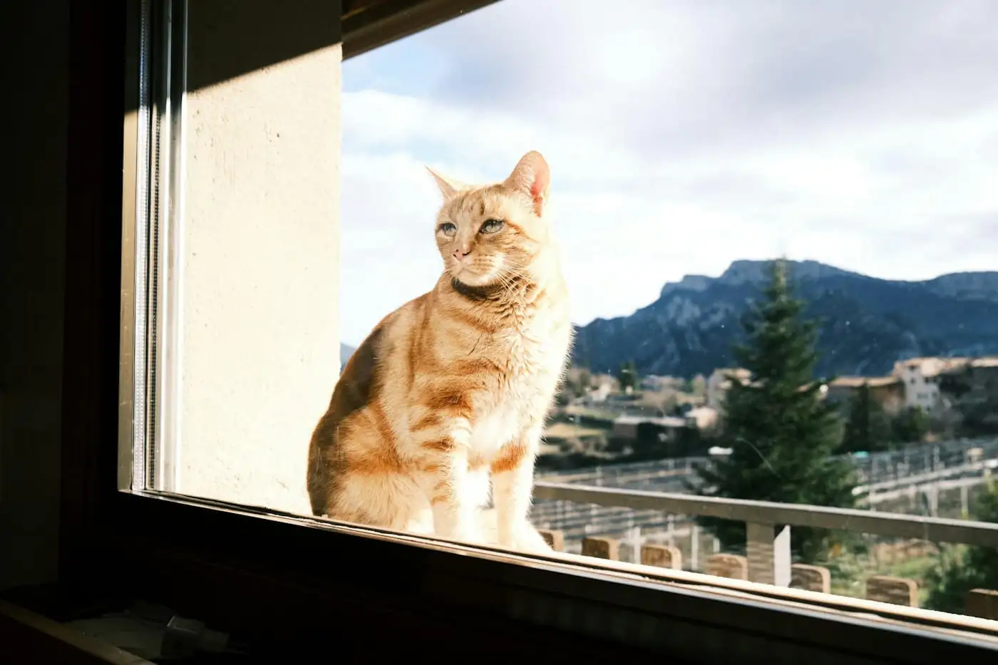 A cat resting on the window ledge looking into a leafy garden